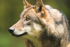Foto: Symbolbild Wolf