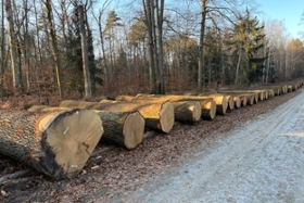 Foto: Hochwertige Eichenstämme auf dem Submissionsplatz in der Dresdner Heide
