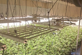 Foto: Cannabispflanzen