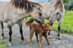 Foto: Tagebaufolgelandschaft in Grabschütz (Nordsachsen). Koniks kümmern sich um Neugeborenes Schottisches Hochlandrind