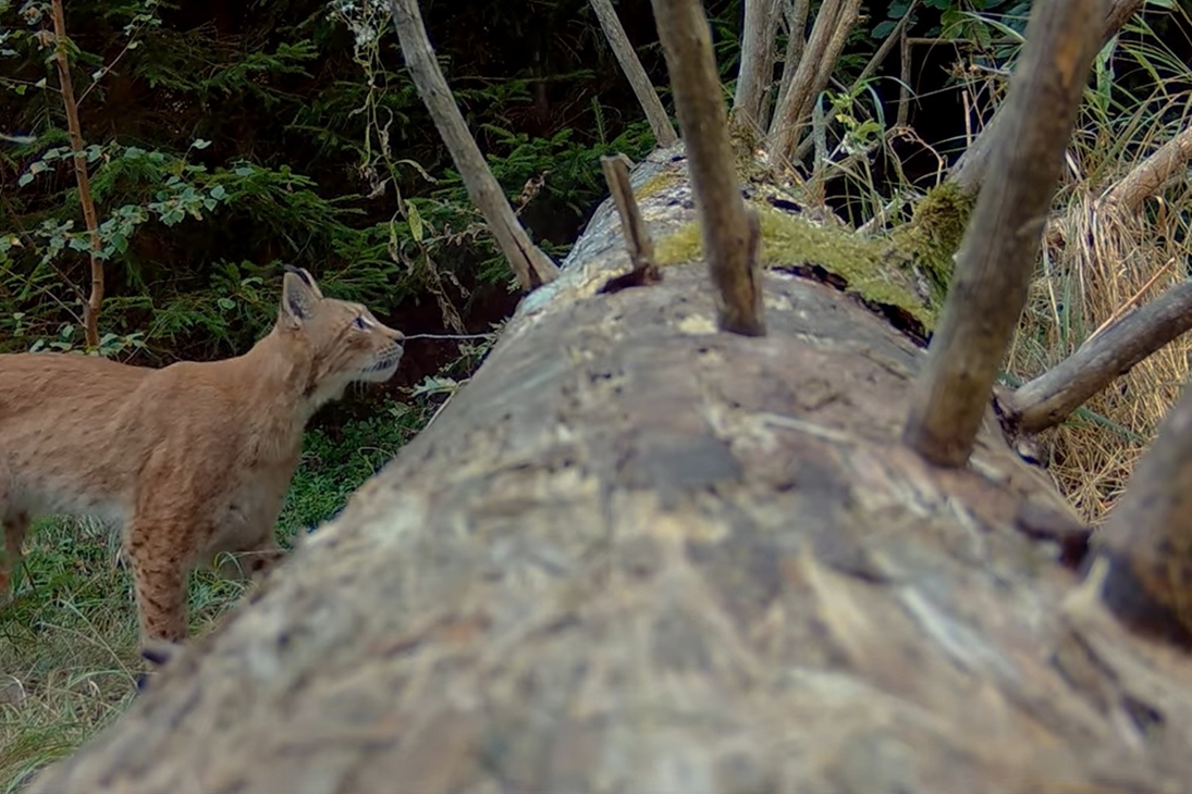 Das Luchsmännchen Juno stammt aus der Zucht im Wildkatzendorf Hütscheroda. Er wurde als Zweijähriger im Frühling 2024 in der Nähe von Eibenstock ausgewildert. Wenige Monate später verlor er im August sein GPS-Halsband, über das sein Aufenthaltsort zuverlässig bestimmt werden konnte. Über den Sommer konnte er noch mehrfach per Fotofalle nachgewiesen werden – wie hier Anfang September 2024 - danach verlor sich seine Spur für anderthalb Jahre.