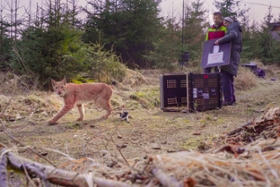 Foto: Auswilderung des Luchsmännchens Juno am 18. März 2024 im Forstbezirk Eibenstock/Westerzgebirge