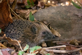 Foto: Alttier Igel