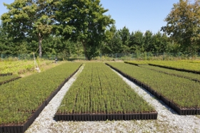 Foto: junge Weißtannen in der Baumschule von Sachsenforst am Standort Graupa