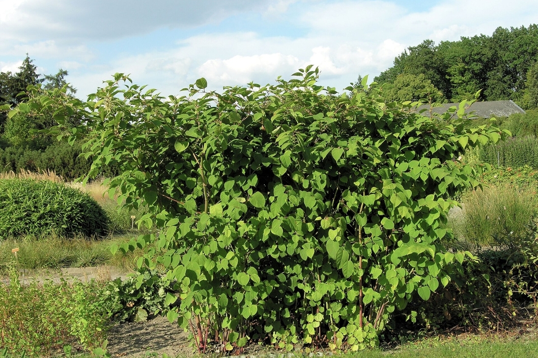 Bild des invasiven Staudenknöterichs