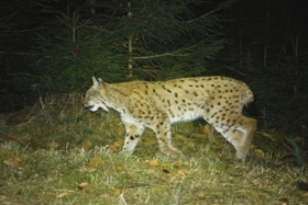Foto: Luchs Bardi (Wildkamera)