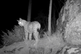 Foto: Luchs Bardi (Wildkamera)