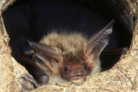 Foto: Die Bechsteinfledermaus soll in dem Vorhaben besonders untersucht werden