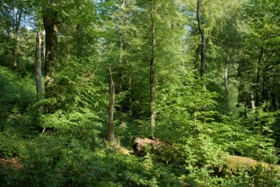 Foto: Strukturreiche Wälder bieten Fledermäuse einen guten Lebensraum.