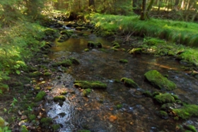 Foto: Naturnaher Lebensraum der Bachforelle