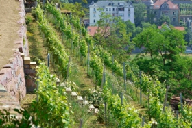 Foto: Biodiversitätsgerechter Öko-Weinberg der LANU in Meißen