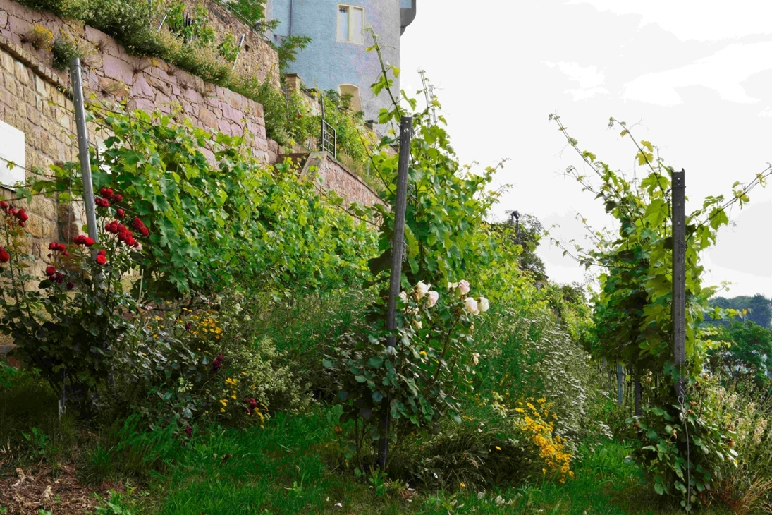 Biodiversitätsgerechter Öko-Weinberg Meißen der LaNU
