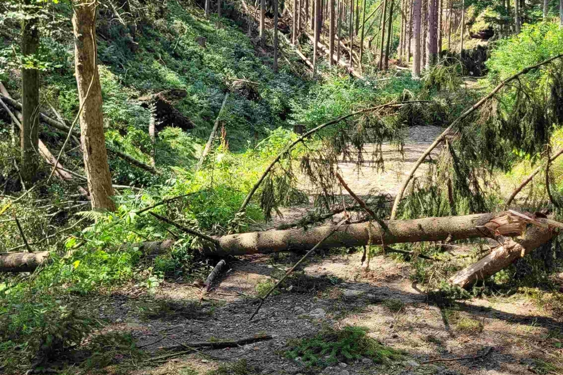 Schadsituationen wie diese werden aktuell beseitigt, damit Forstmaschinen zu den Hauptschadorten im Amselgrund bei Rathen gelangen können.