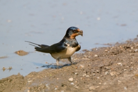 Foto: Rauchschwalbe Altvogel an Wasserstelle bei der Aufnahme von Nistmaterial. Die Art steht mittlerweile auf der Vorwarnliste der Roten Liste.-