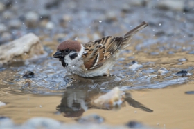 Foto: Ehemals sehr häufig: Feldsperling an Wasserstelle