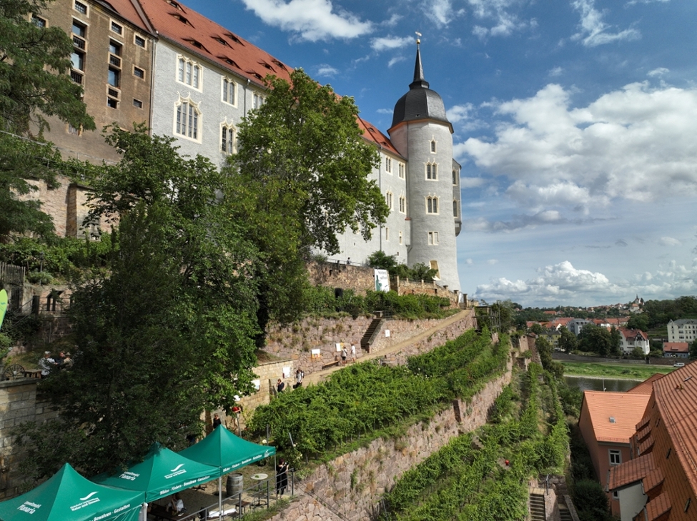 Ökologischer Weinberg am Burgberg in Meißen zum Tag des offenen Weinbergs
