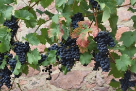 Foto: Reifer ökologischer Wein am Burgberg in Meißen