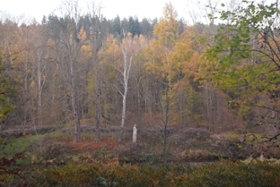 Foto: Bunter herbstlicher Wald in Wechselburg