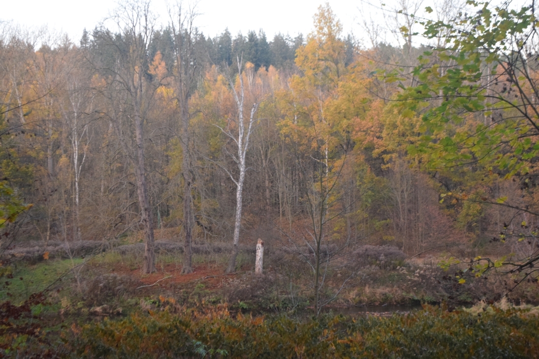 Bunter herbstlicher Wald in Wechselburg