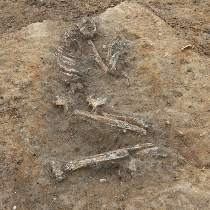 Mit angezogenen Beinen und angewinkelten Armen liegt das Skelett auf der linken Seite.