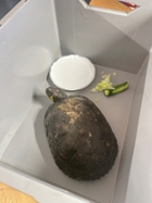 Foto: Schildkröte Gerhart