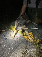 Foto: Geretteter Hund