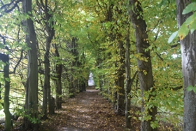 Foto: Lindenallee in Schlosspark Wechselburg