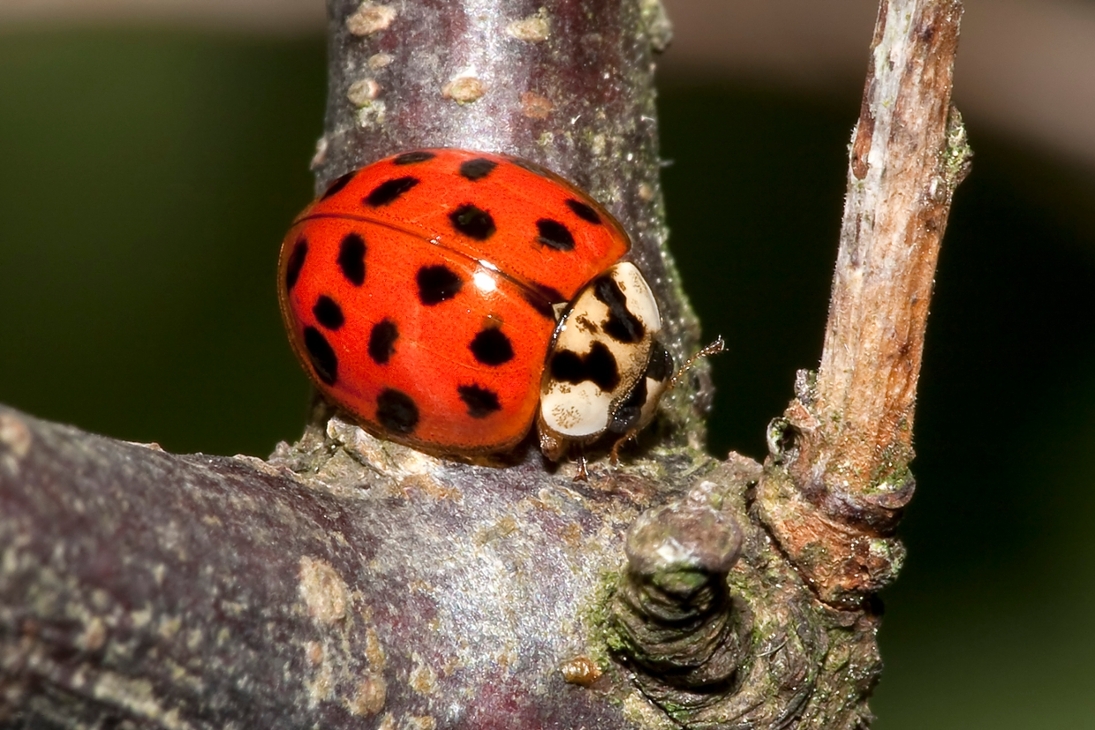 Der ursprünglich für die Blattlausbekämpfung in Gewächshäusern importierte und gezüchtete Asiatische Marienkäfer hat als invasive Art inzwischen auch Sachsen flächendeckend besiedelt.